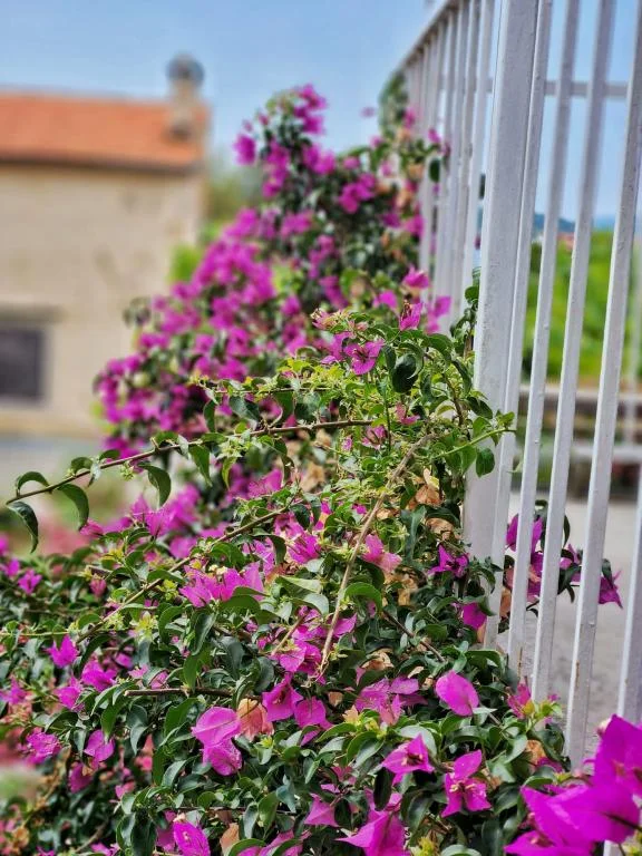 Apartmani Sun Villa – fotografija 5