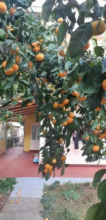 Apartmani Mandarina – fotografija 2