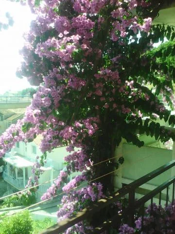 Apartmani Ivona – fotografija 5