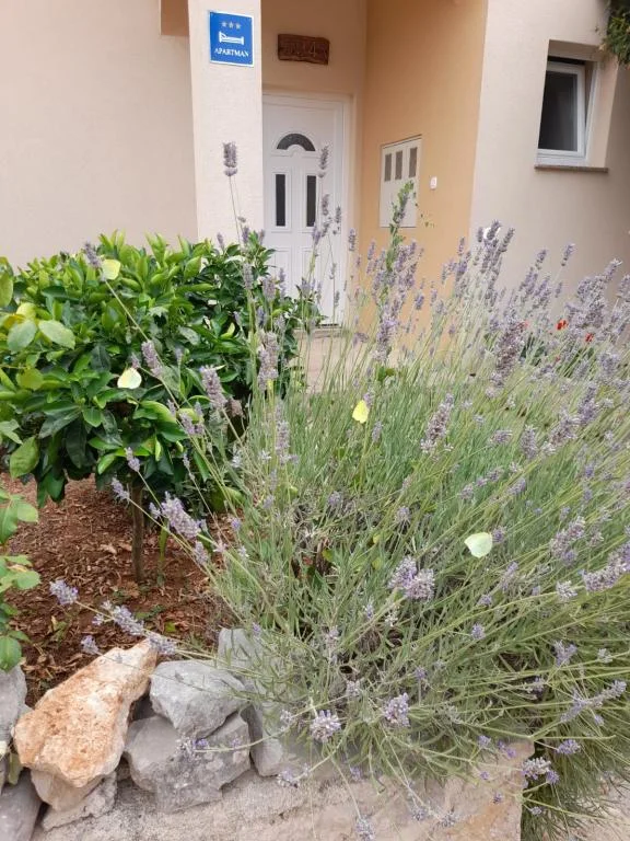 Apartmani Ogradica – fotografija 3