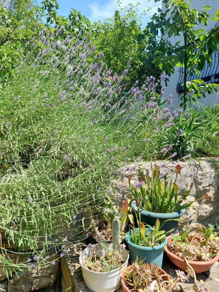 Apartmani Sandra – fotografija 6
