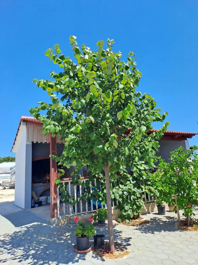 Apartmani Mira – fotografija 6