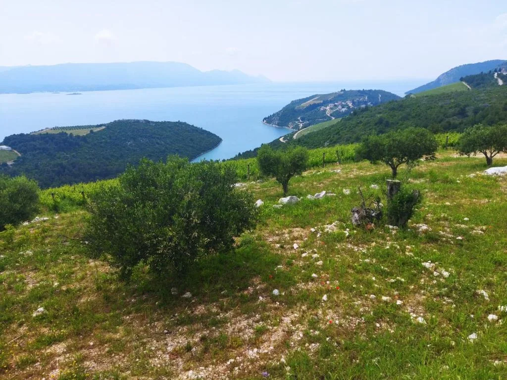 Oaza – fotografija 4