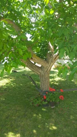 Apartmani Suzy – fotografija 5