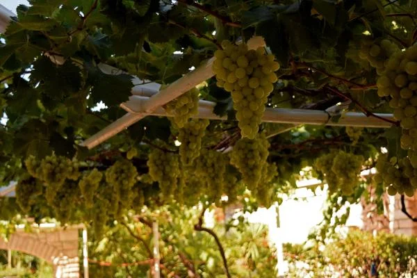 Apartmani Vila Vinodolka – fotografija 6