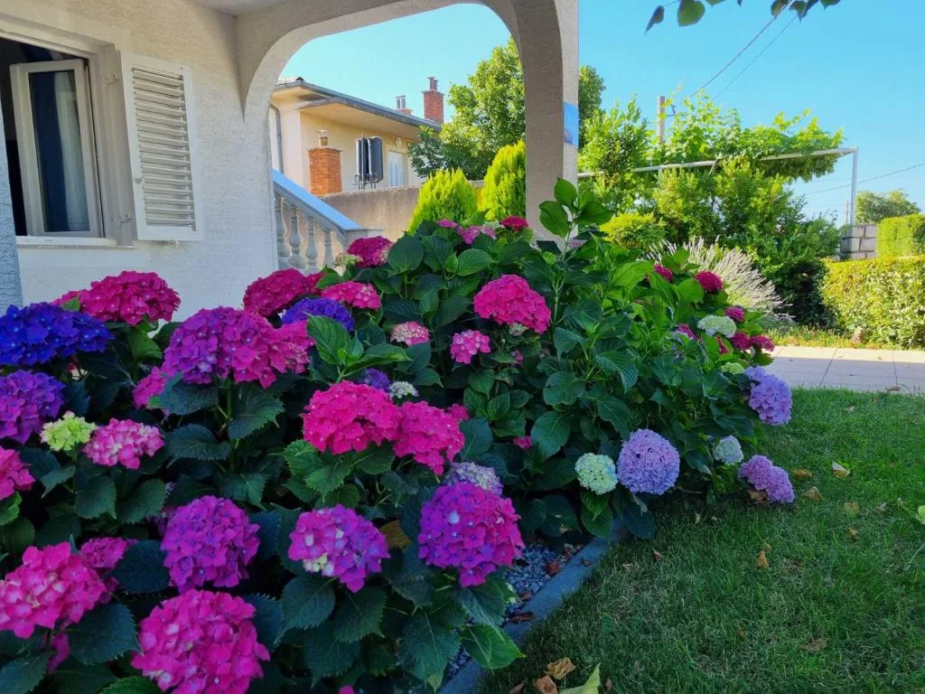 Apartmani Maja – fotografija 5
