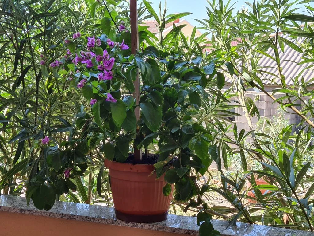 Apartmani Barbati – fotografija 6