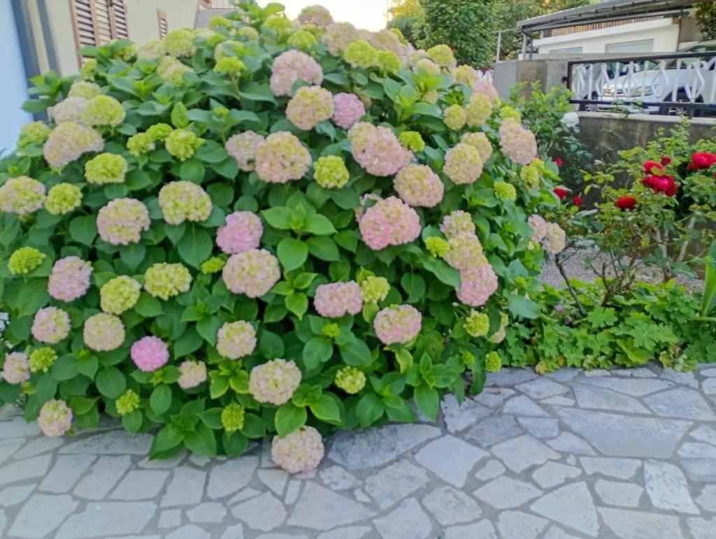 Apartmani Smiljka – fotografija 5