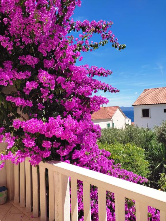 Apartmani Antica – fotografija 1