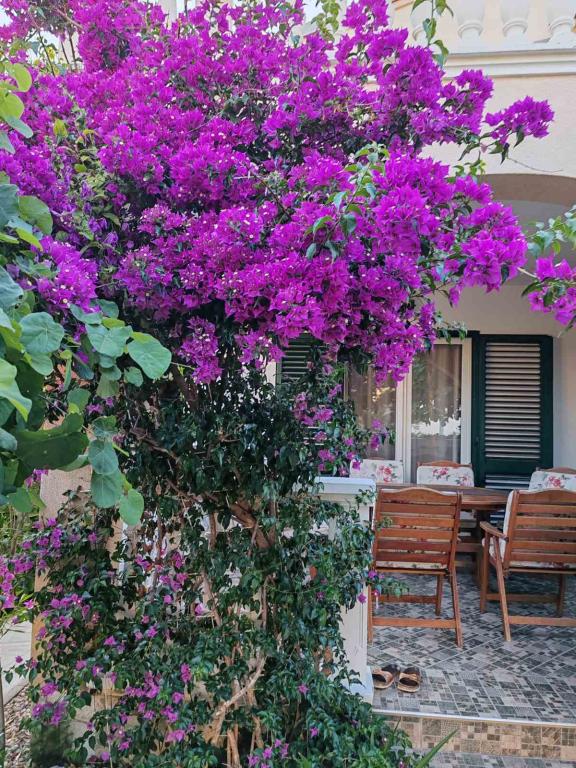 Apartmani Marija Jelečević – fotografija 5