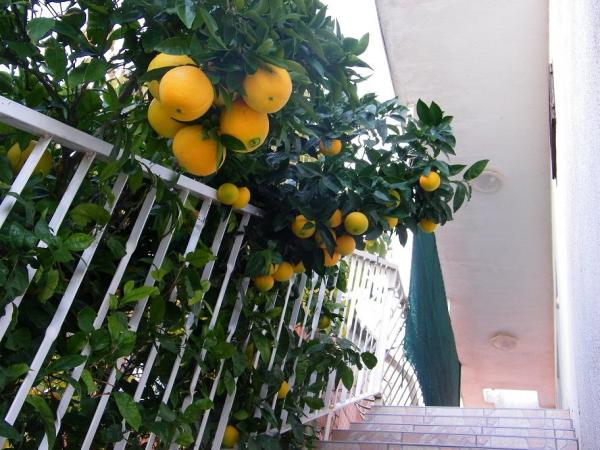 Apartmani Frane – fotografija 5