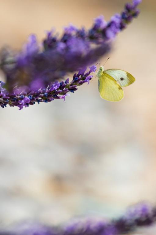 Albina – fotografija 5