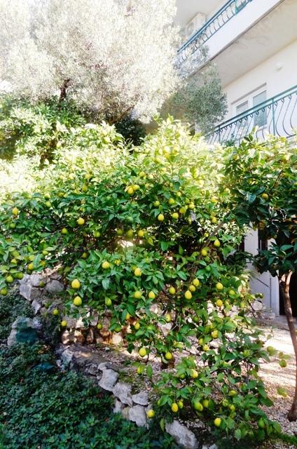 Apartmani Maslina – fotografija 6
