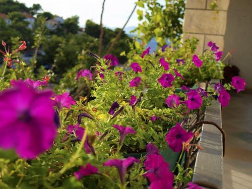Apartmani Aneta – fotografija 2