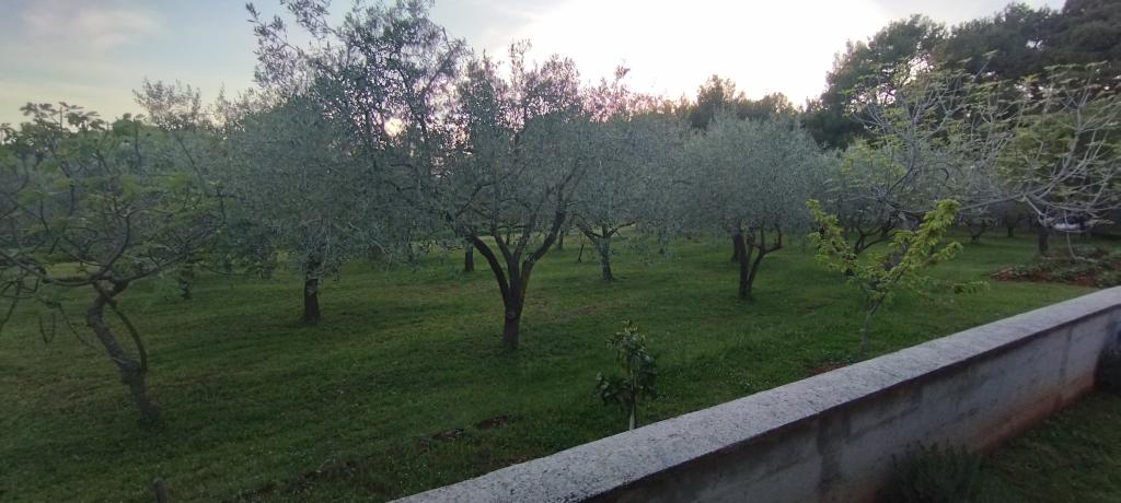 Apartmani Suzy – fotografija 4