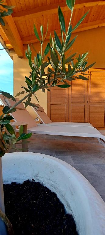 D2 Olive House – fotografija 6