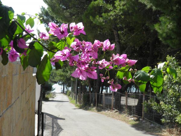 Apartmani Julijana – fotografija 6