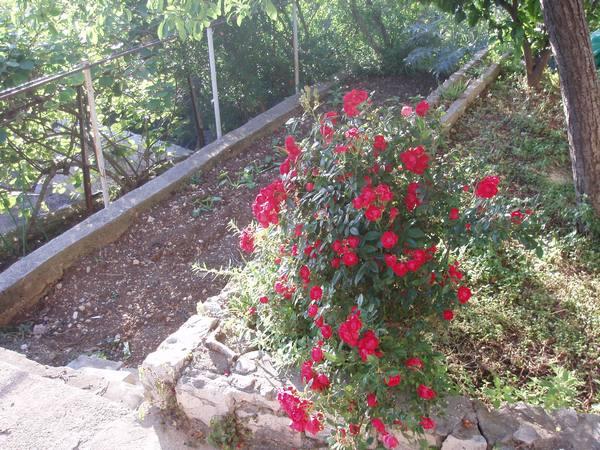 Apartmani Tiho – fotografija 5