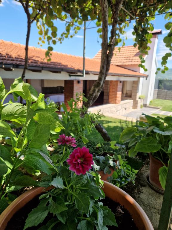 Villa Olea – fotografija 3