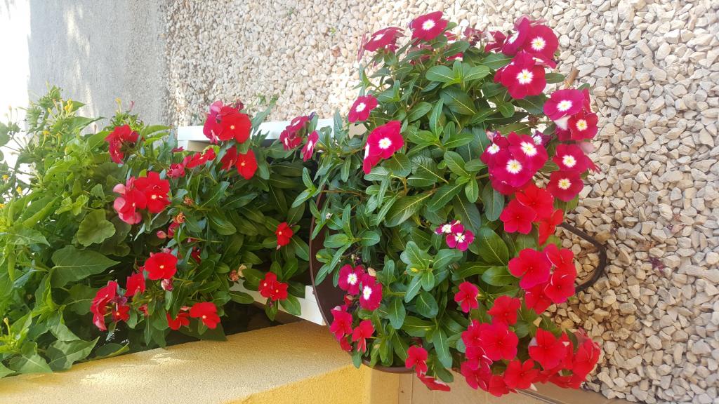 Apartmani Šarić – fotografija 5