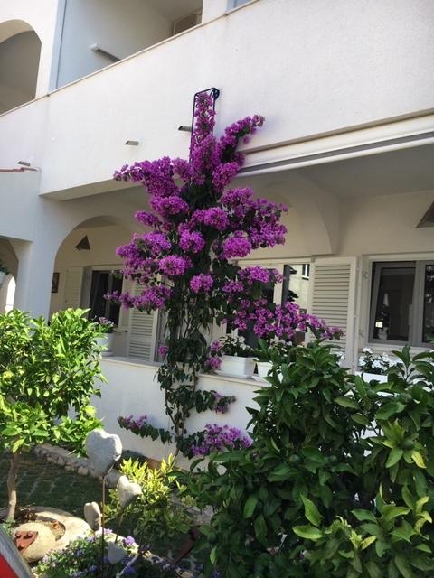 Apartmani Budeša – fotografija 5