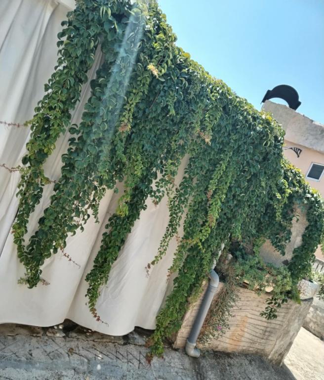 Apartman Miško – fotografija 6