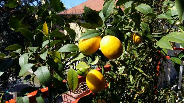 Apartmani Bonaca – fotografija 6