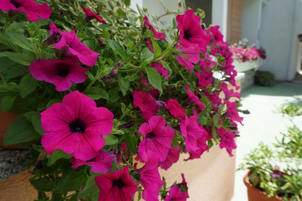 Apartmani Fioribell – fotografija 2