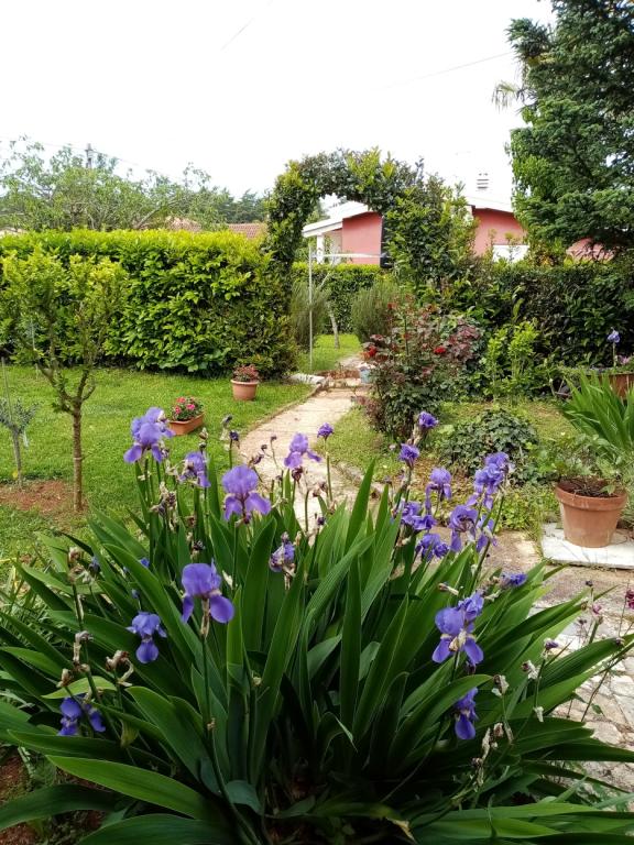 Apartmani Oly – fotografija 4
