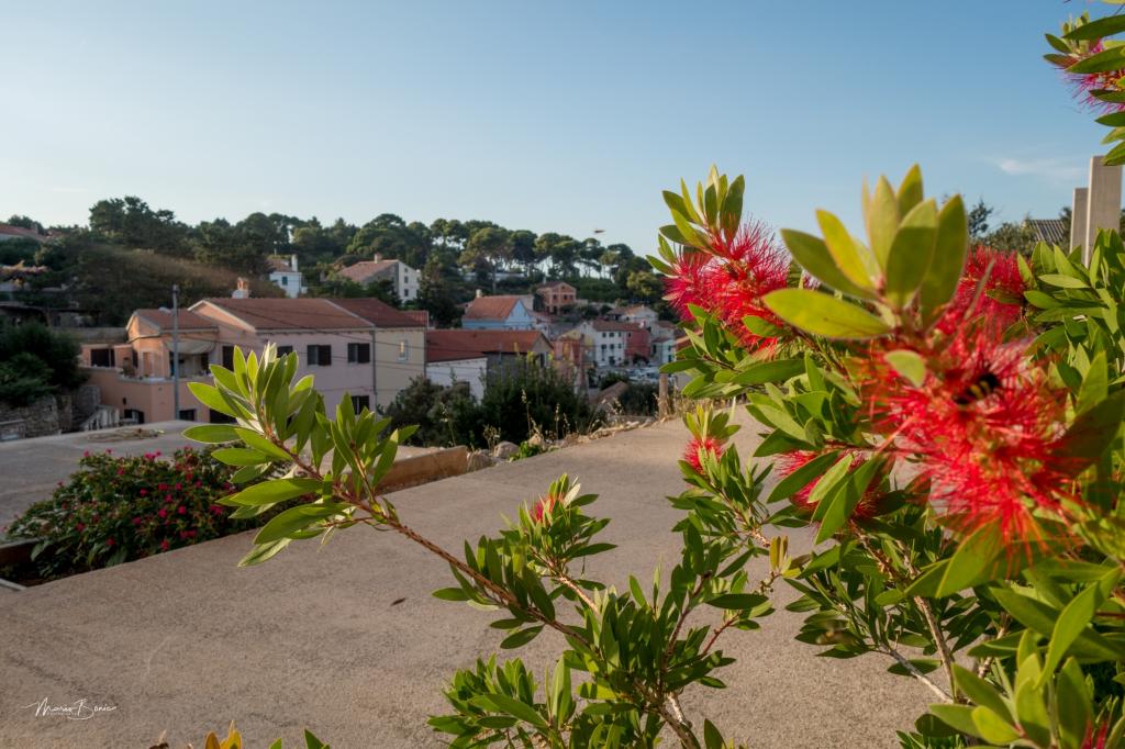 Apartmani & Sobe Amaryllis – fotografija 6