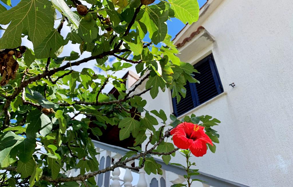 Apartmani Horvat – fotografija 6