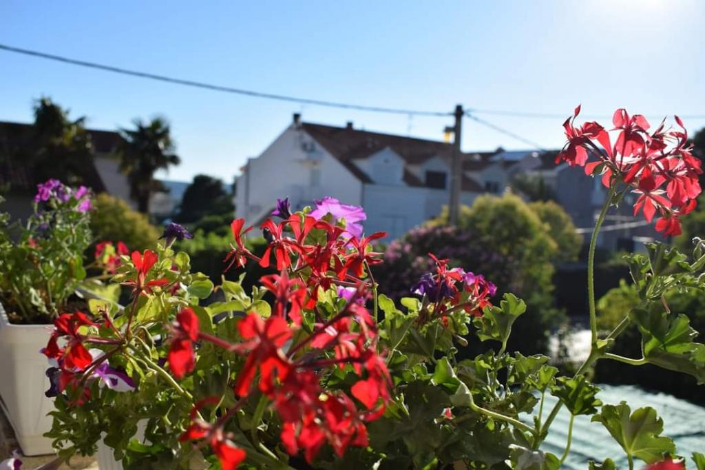 Apartmani Vila Jelena – fotografija 6