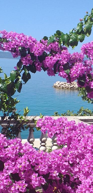 Apartmani Seaside Rose – fotografija 3