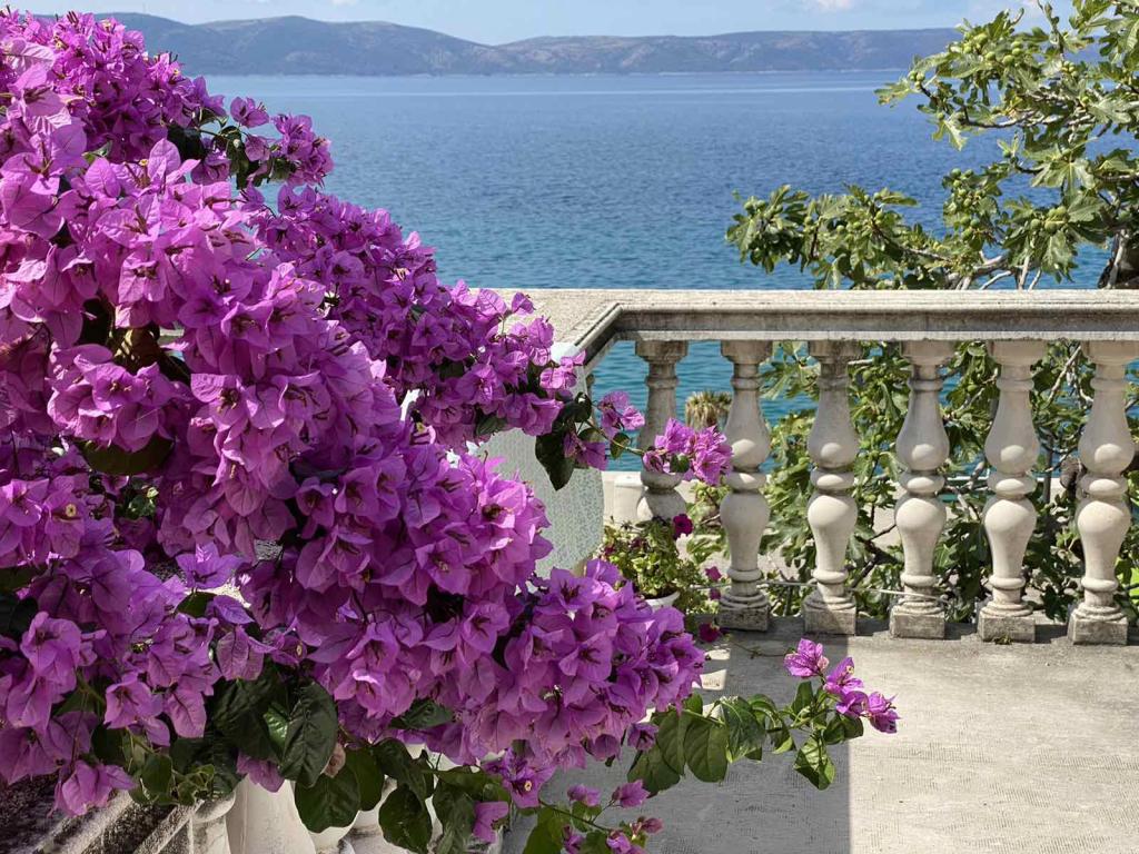 Apartmani Seaside Rose – fotografija 4
