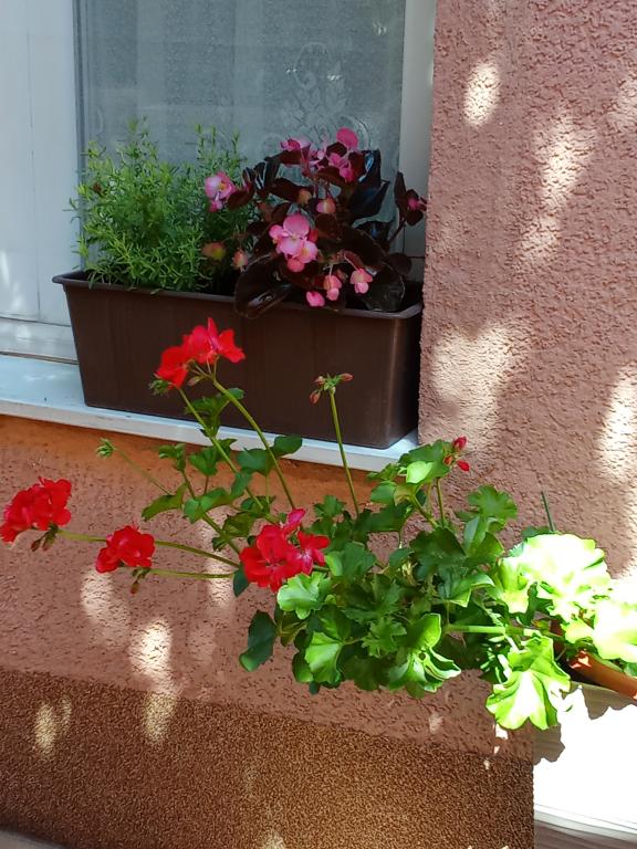 Apartman Tihana – fotografija 6