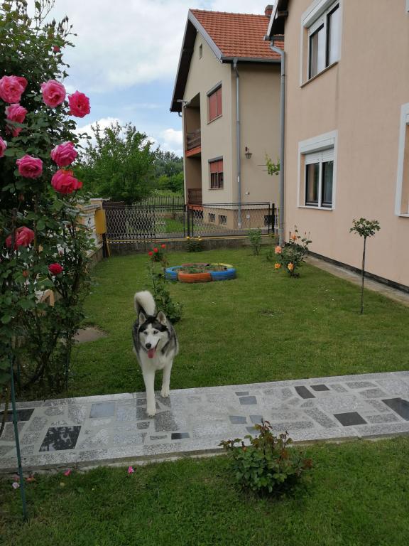 Apartmani Astra – fotografija 5