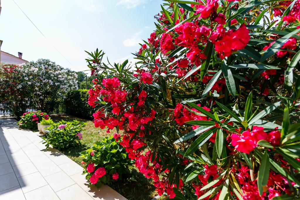 Apartmani Villa Luka – fotografija 3
