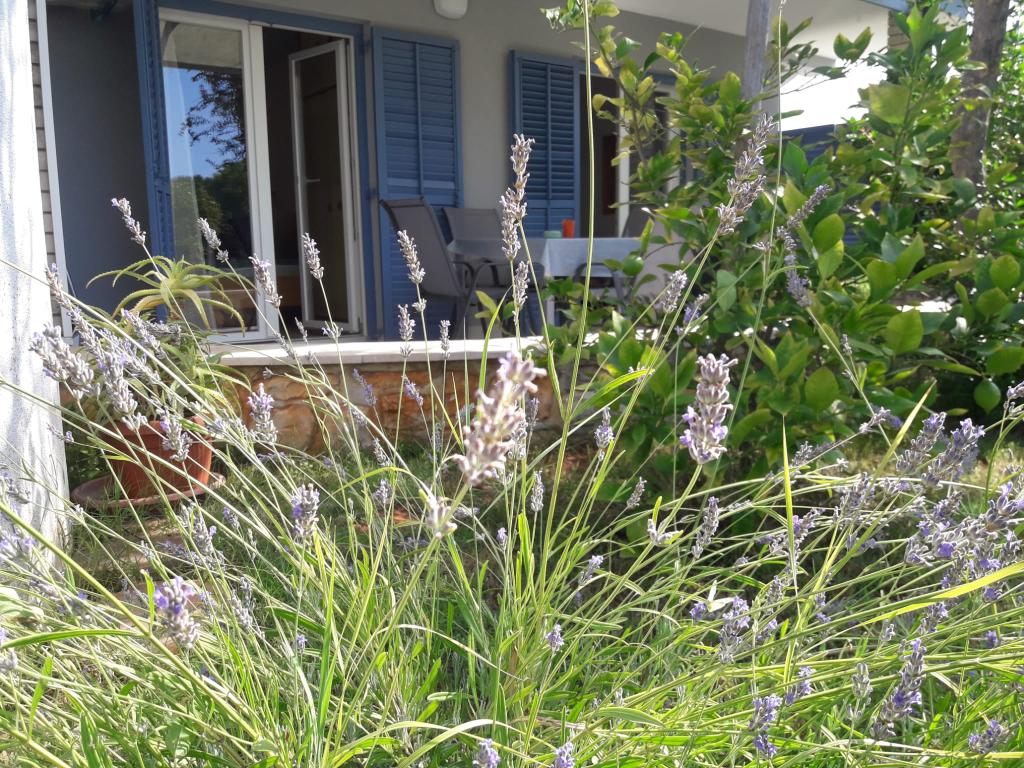 Apartmani Lavanda – fotografija 6