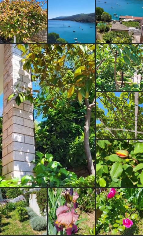 Apartmani Lola – fotografija 5
