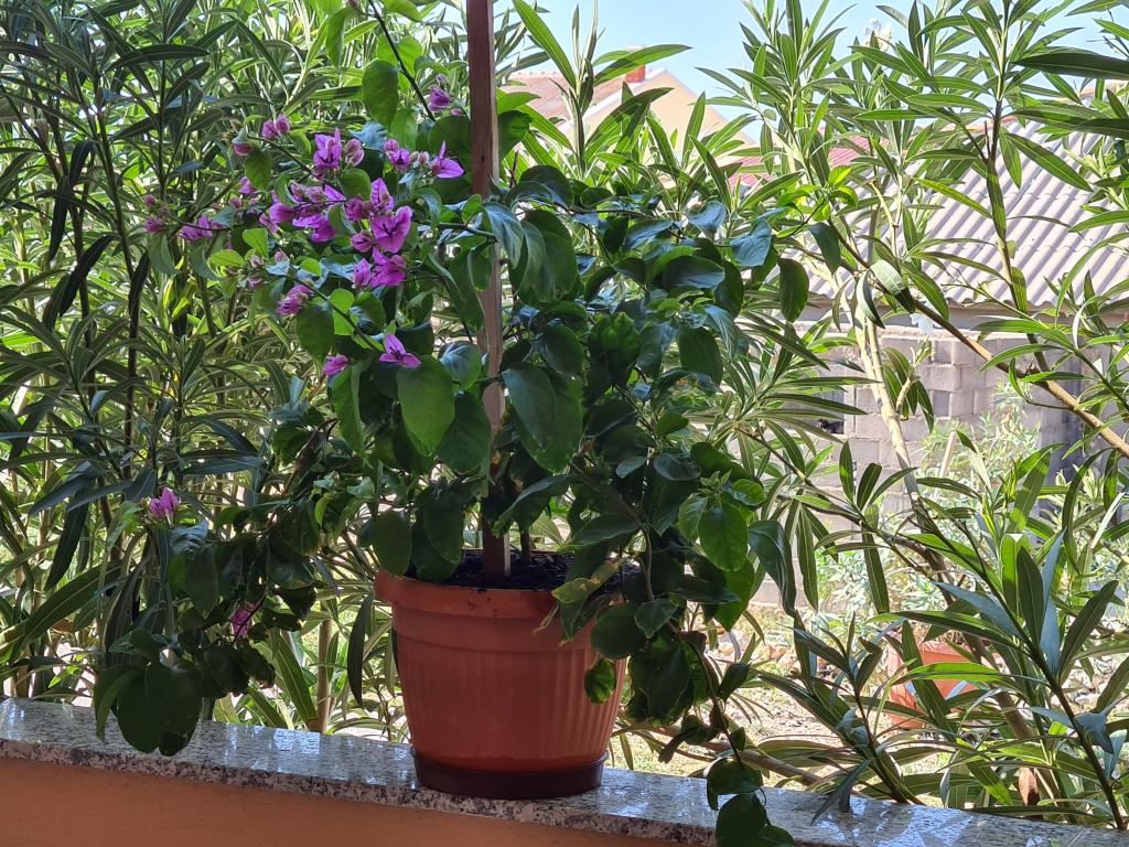 Apartmani Barbati – fotografija 6