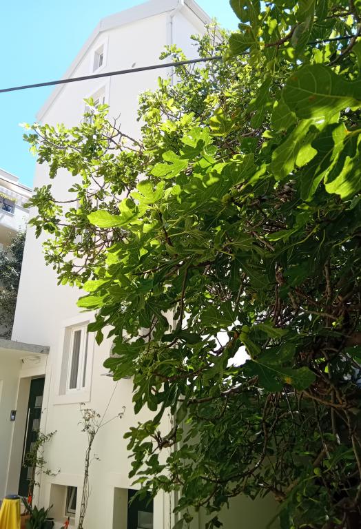Apartmani Bava – fotografija 3
