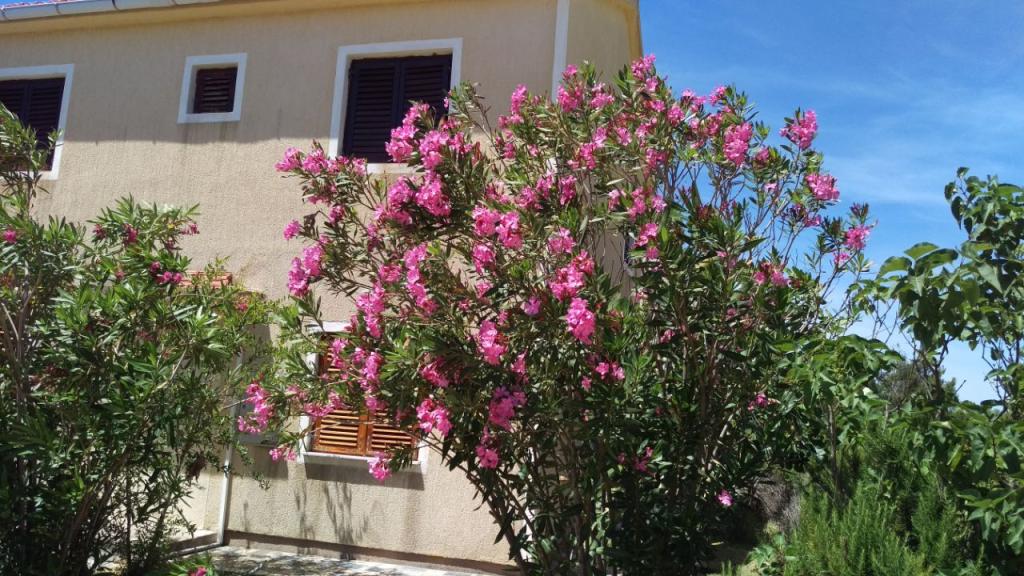 Apartmani Mikac – fotografija 4