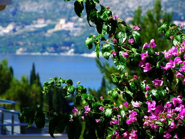 Apartmani Villa Kipre – fotografija 6