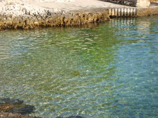 Apartmani 4 Dolphins – fotografija 5