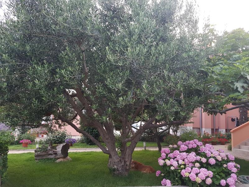 Apartmani Riva – fotografija 5