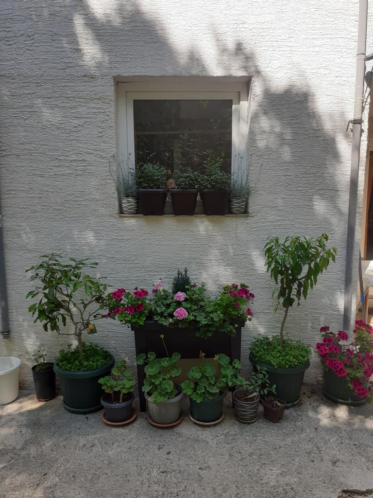 Apartmani Villa Bernard – fotografija 5