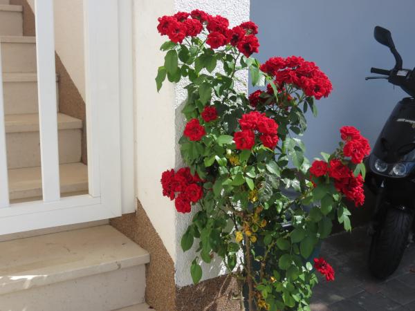 Apartmani Ljube – fotografija 4