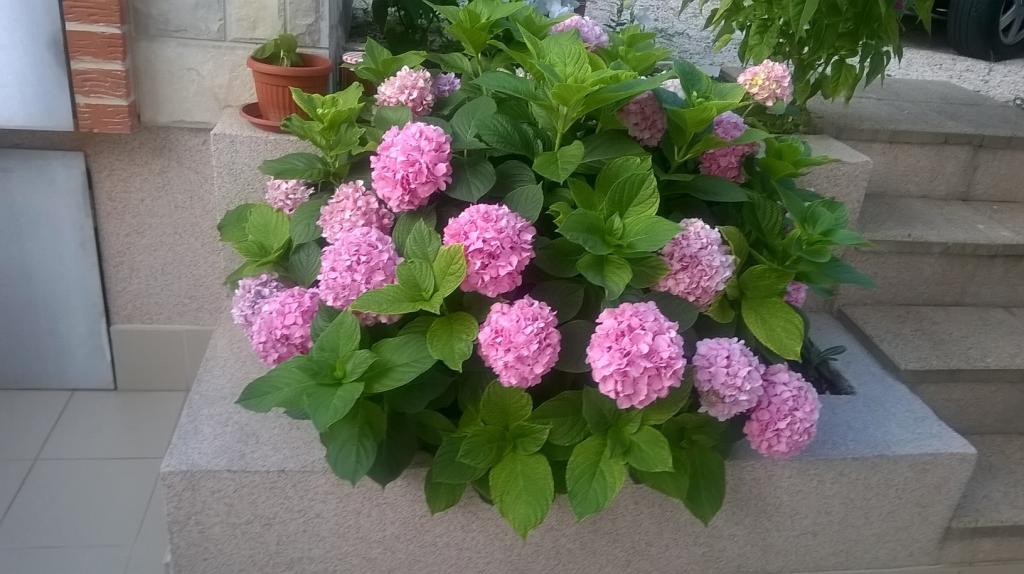 Apartmani Anica – fotografija 5