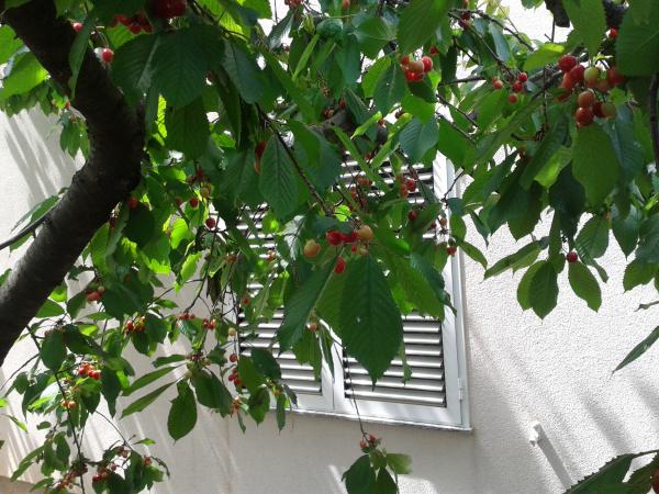Apartman Luca Centar – fotografija 4