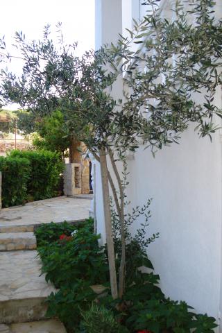 Apartmani Dino – fotografija 4